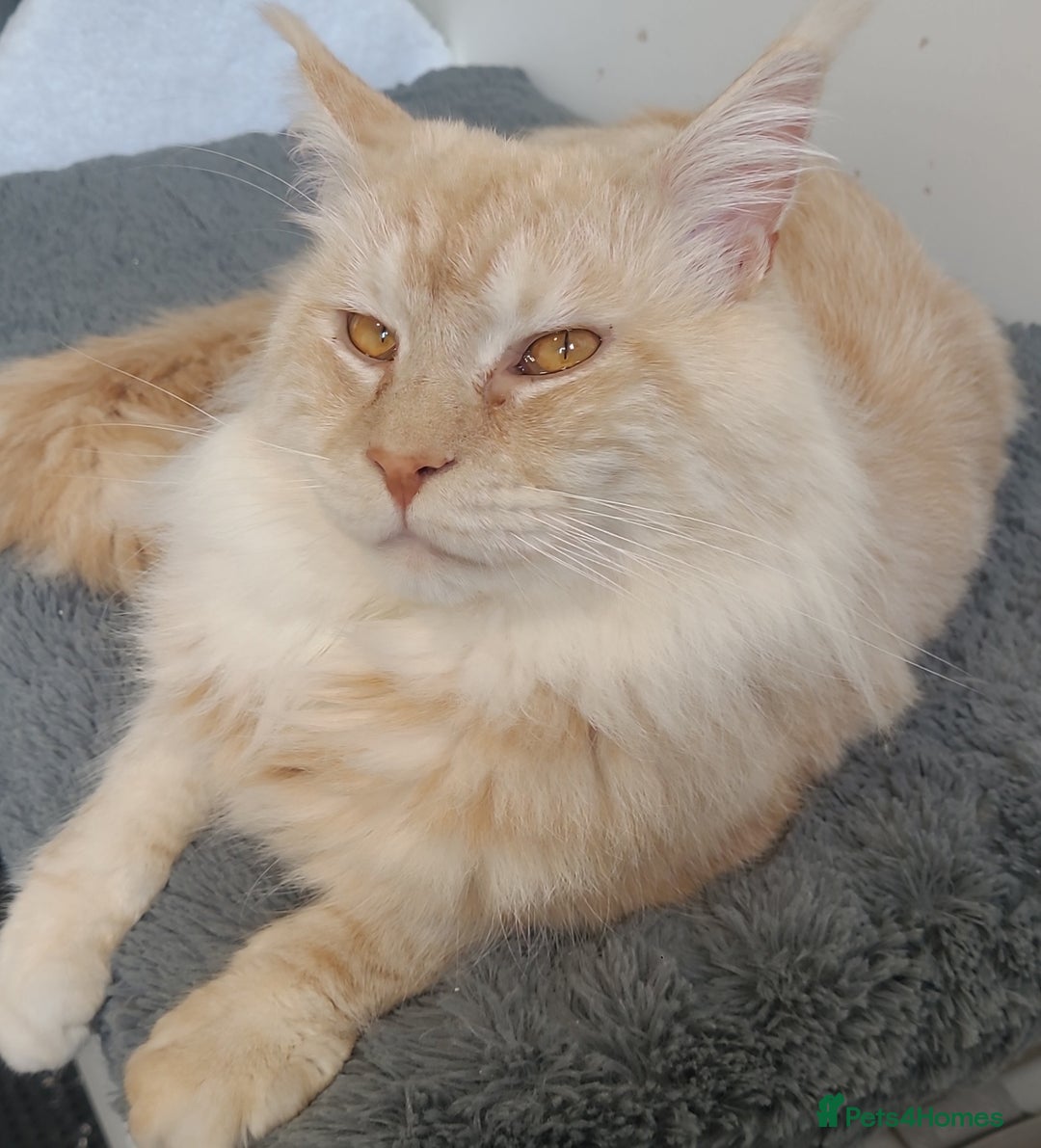 Maine Coon cats for sale: Ginger Maine Coon Kittens  - Advert 23