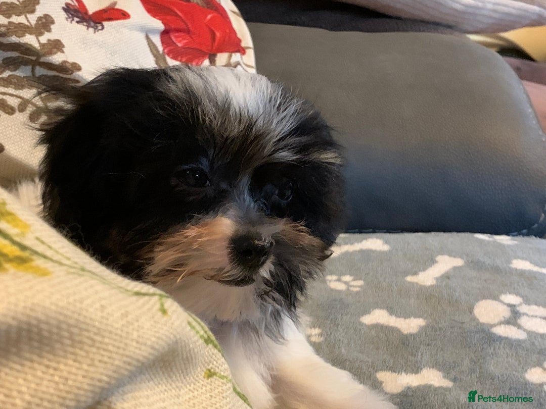 Maltese dogs for sale: Adorable little Maltese puppies  - Image 24