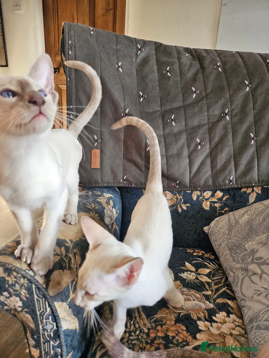 Siamese cats for sale: New lap needed for two GCCF male siamese kittens - Image 16