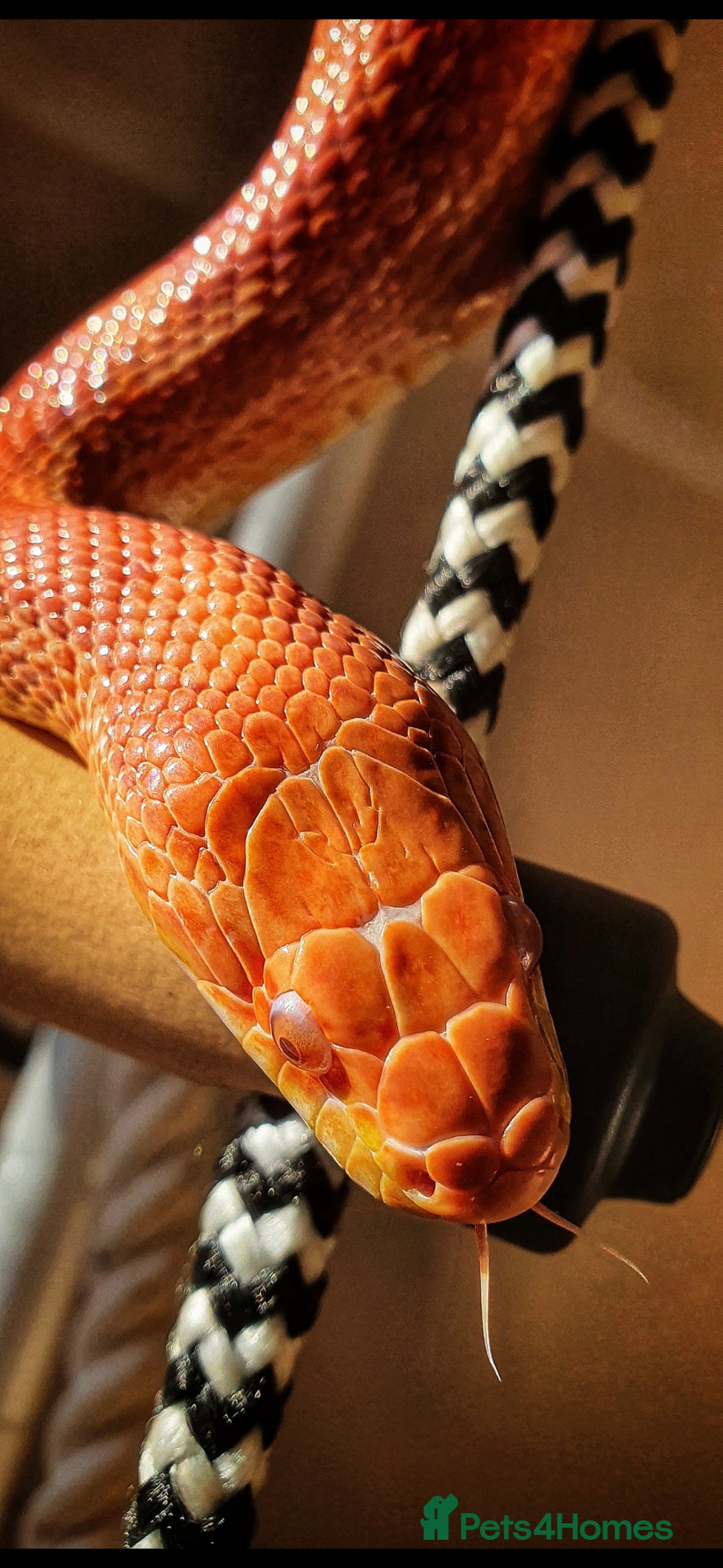 Corn Snake reptiles for sale: Male Corn Snake for Sale – Full Setup Included - Advert 2