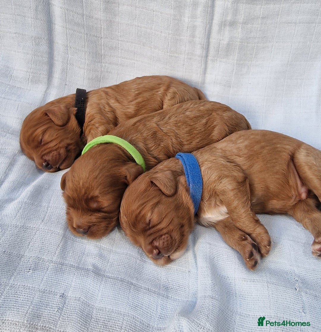 Cavapoo dogs for sale: Beautiful F1 Cavapoo puppies - Image 5