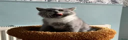 British Shorthair cats for sale: 🐾British Shorthair Kittens GCCF Registered🐾 - Advert 10