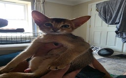Abyssinian cats for sale: ⭐️Stunning Pedigree Abyssinian Kittens⭐ - Image 19