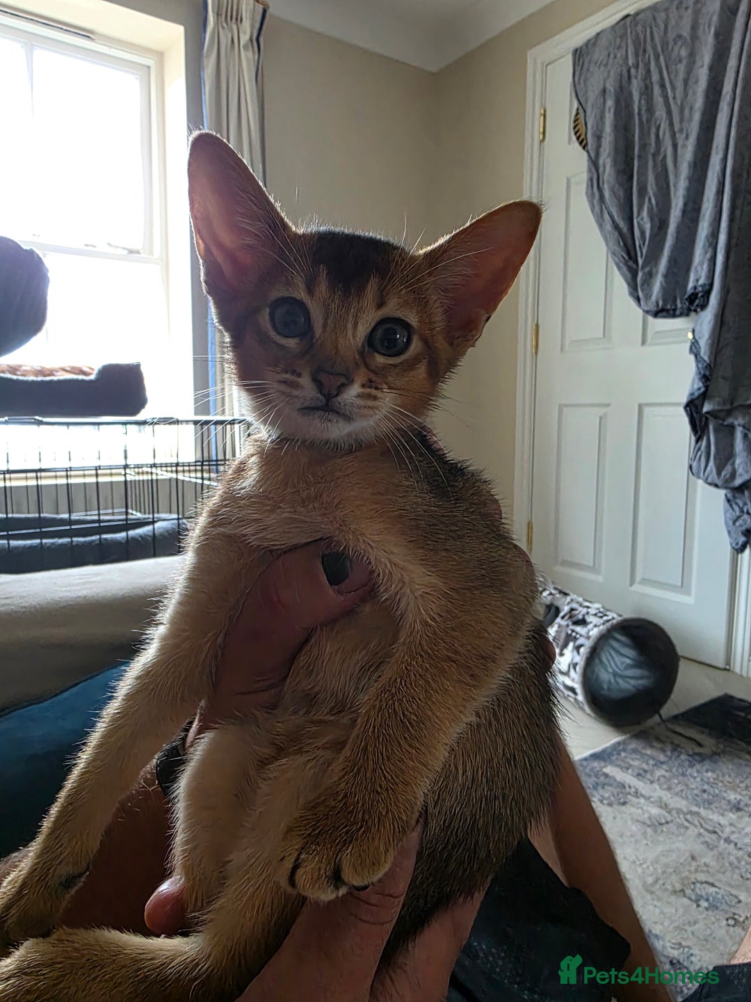 Abyssinian cats for sale: ⭐️Stunning Pedigree Abyssinian Kittens⭐ - Image 19