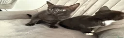 Mixed Breed cats for sale: Ready for their forever home 🥰⭐️ - Advert 23