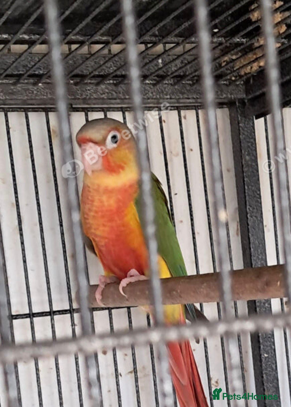 Conures birds Baby Conures  - Advert 1