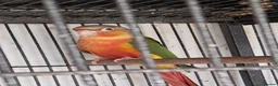 Conures birds for sale: Baby Conures  - Advert 1