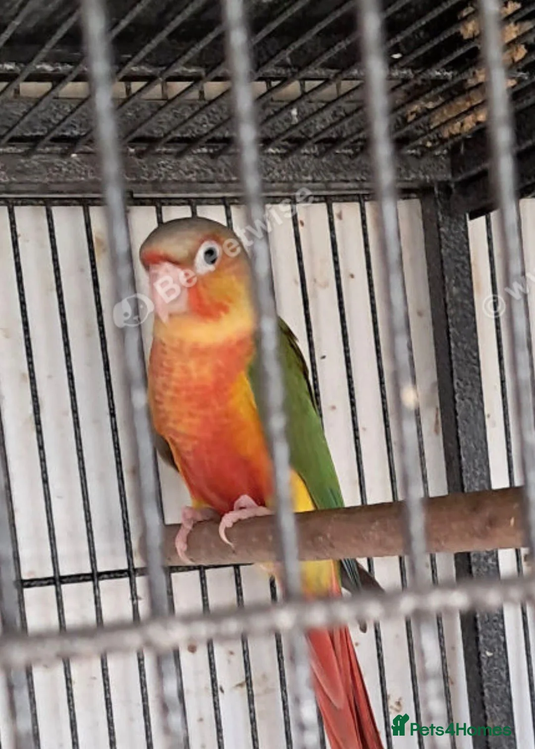 Conures birds for sale: Baby Conures  - Advert 1