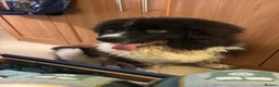 Newfoundland dogs for sale: Newfoundland in Shipston-on-Stour - Advert 6