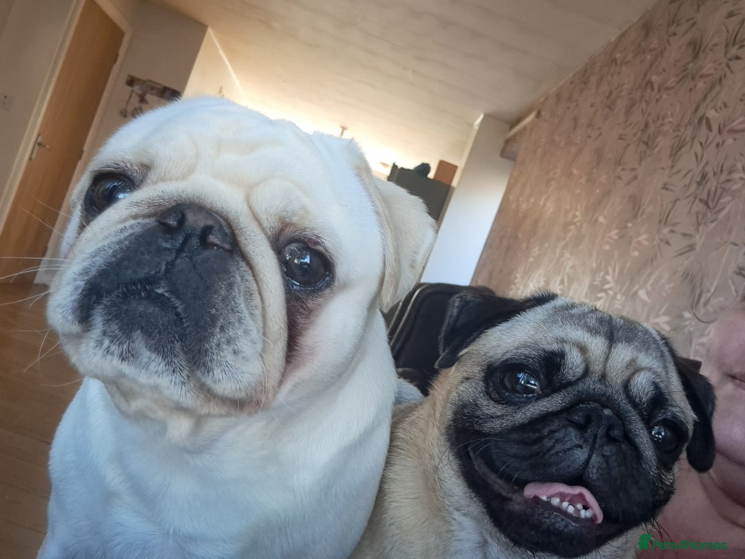 Pug dogs for stud: Casper - Image 3