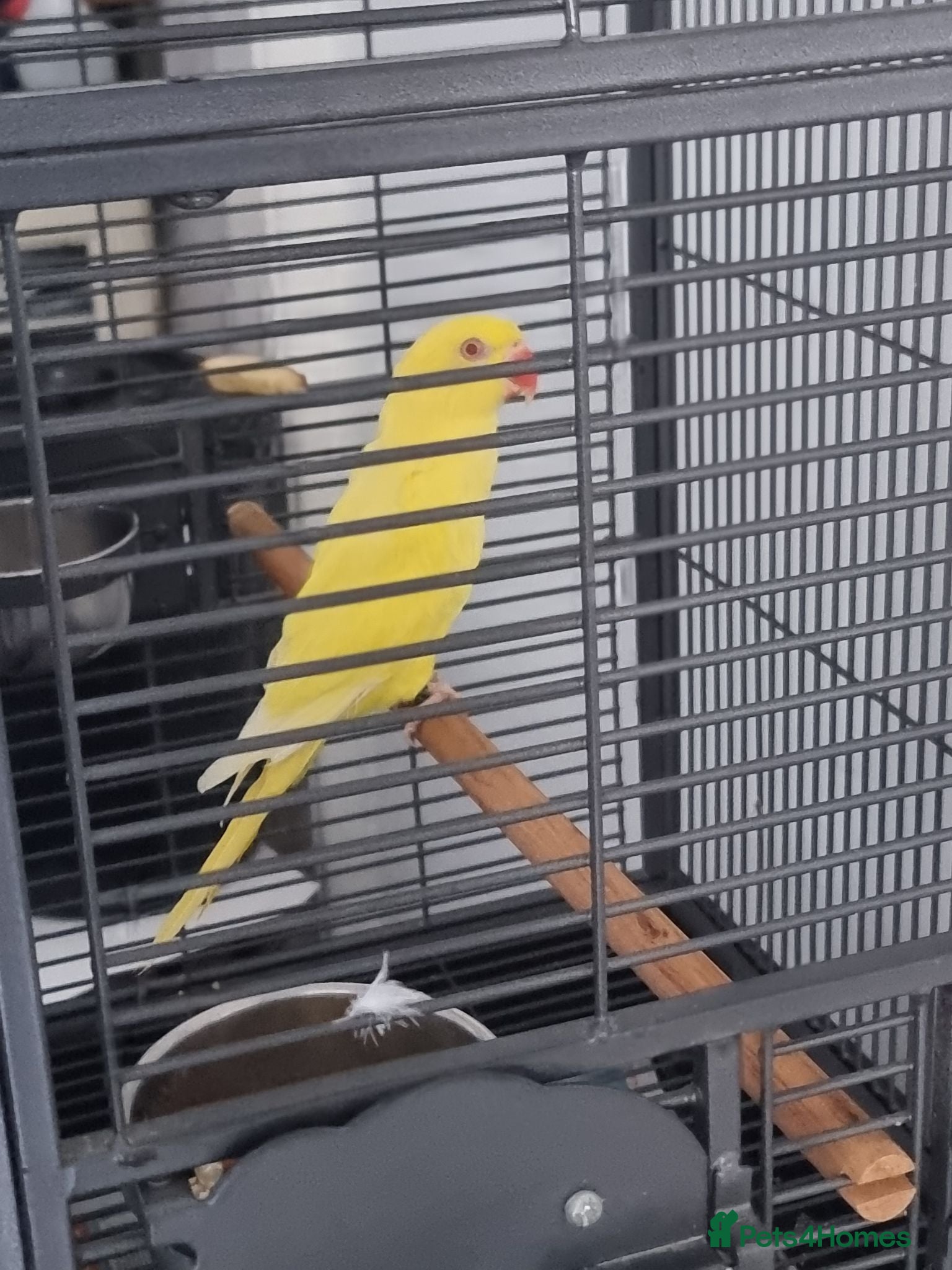 Ringnecks birds Beautiful lutino young talking parrot  - Advert 1
