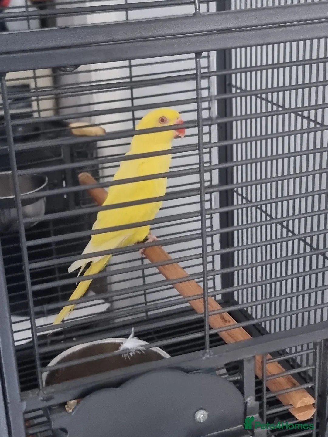 Ringnecks birds for sale: Beautiful lutino young talking parrot  - Advert 1