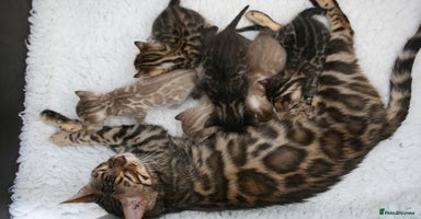 Bengal cats - Advert 6