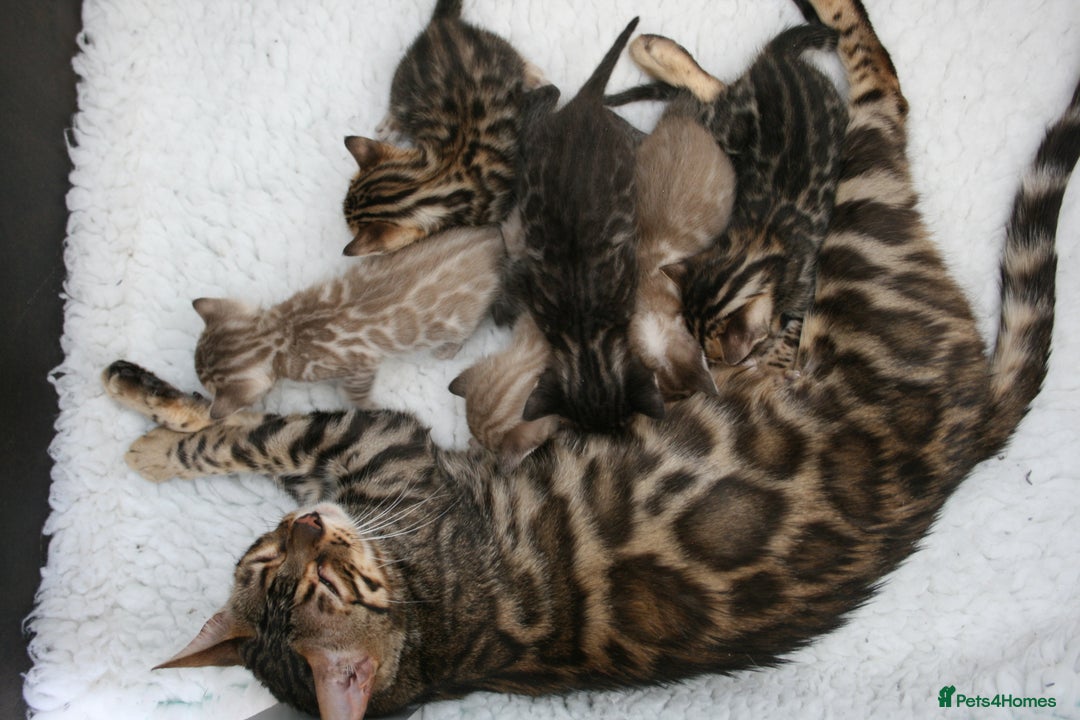 Bengal cats for sale: TICA Registered Bengal Kittens–Ready Nov 2025 🐾 - Image 4