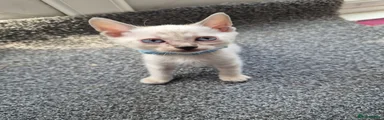 Male Kitten 5