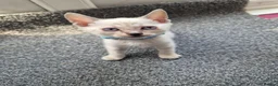 Mixed Breed cats for sale: Bengal Siamese mixed - Advert 10