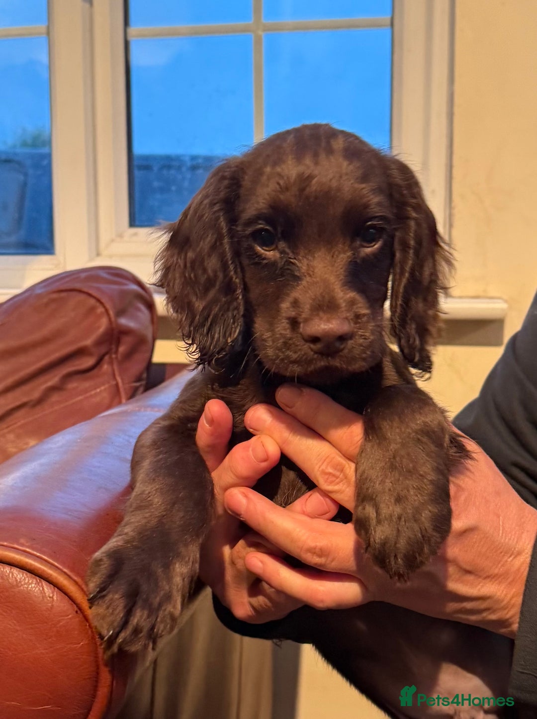 Cocker Spaniel dogs for sale: K.C. Well bred chocolate working cocker spaniels - Image 12