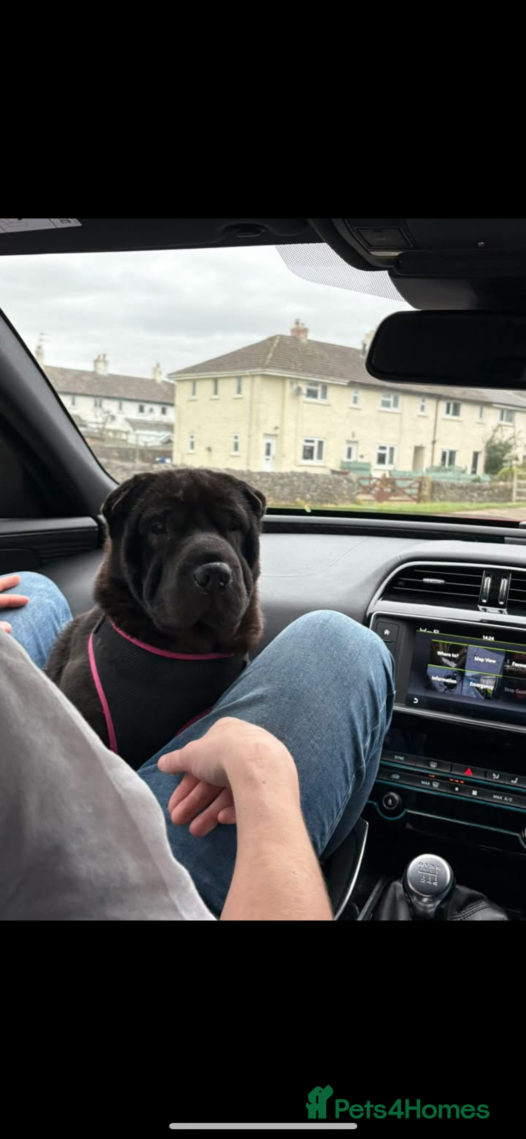 Shar Pei dogs for sale: Shar pei  - Image 2