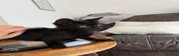 American Shorthair cats for sale: beautiful black kitten - Advert 5