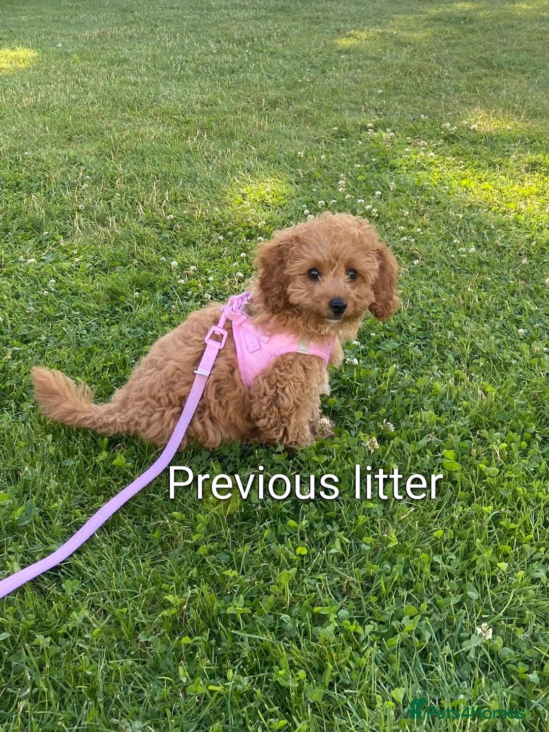 Cavapoo dogs for sale: F1B Deep Fox Red Puppies - Advert 16