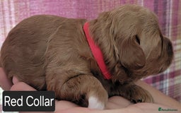 Maltipoo dogs for sale: F1b Maltipoo - Image 17
