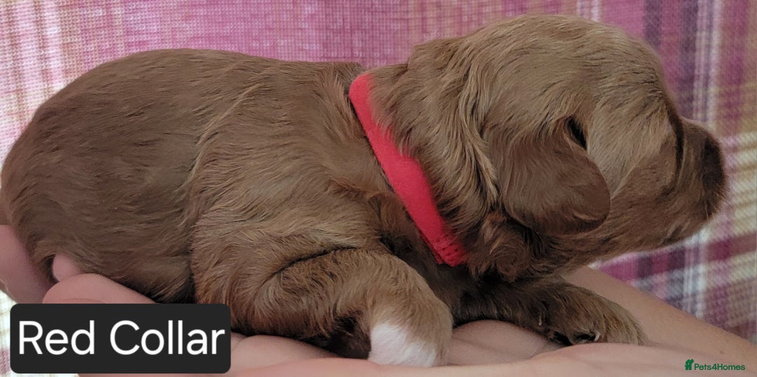 Maltipoo dogs for sale: F1b Maltipoo - Image 17