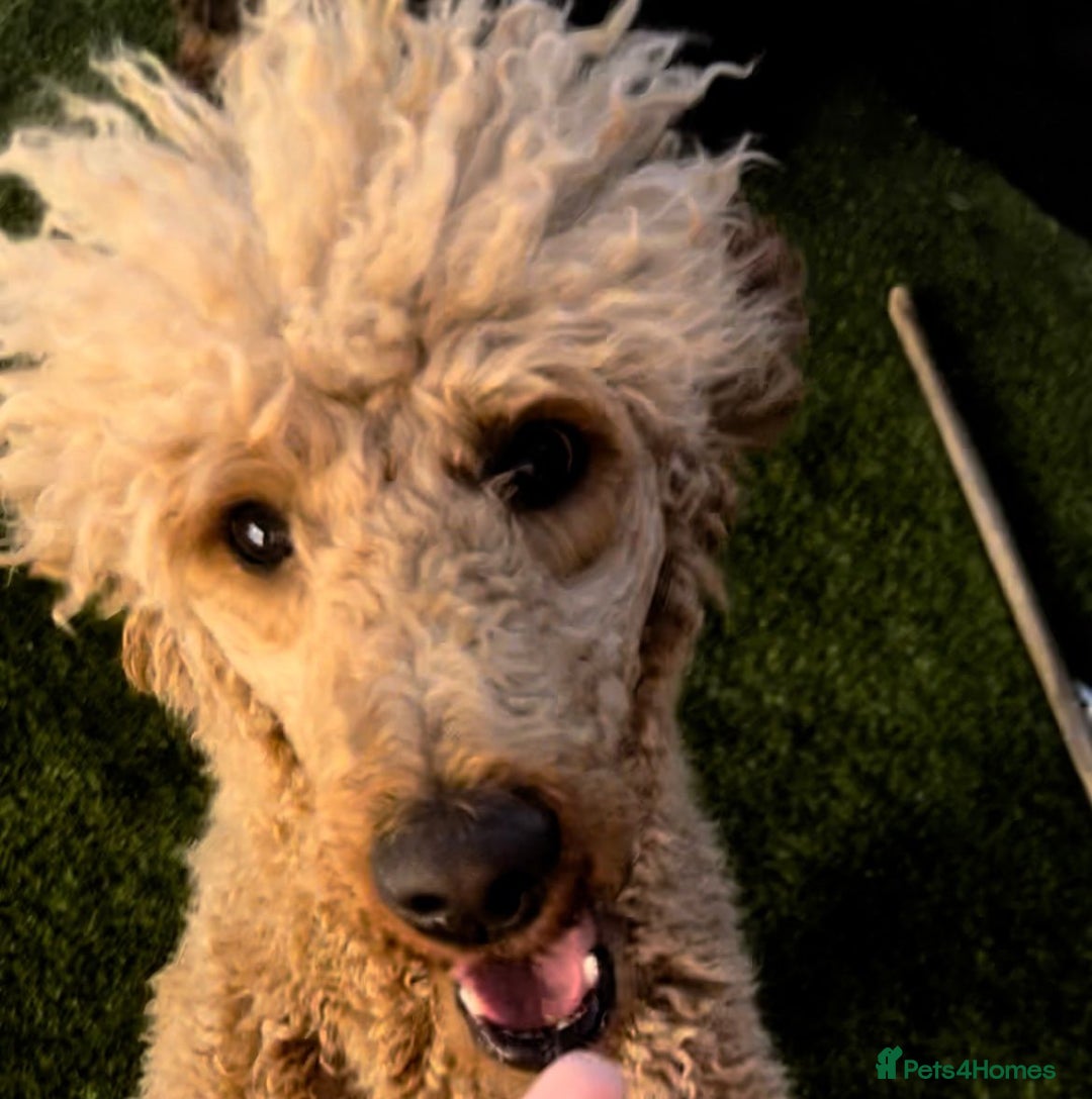 Standard Poodle dogs for sale: Standard poodles - Image 6