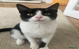 Scottish Fold cats for sale: 3 kittens - Image 3