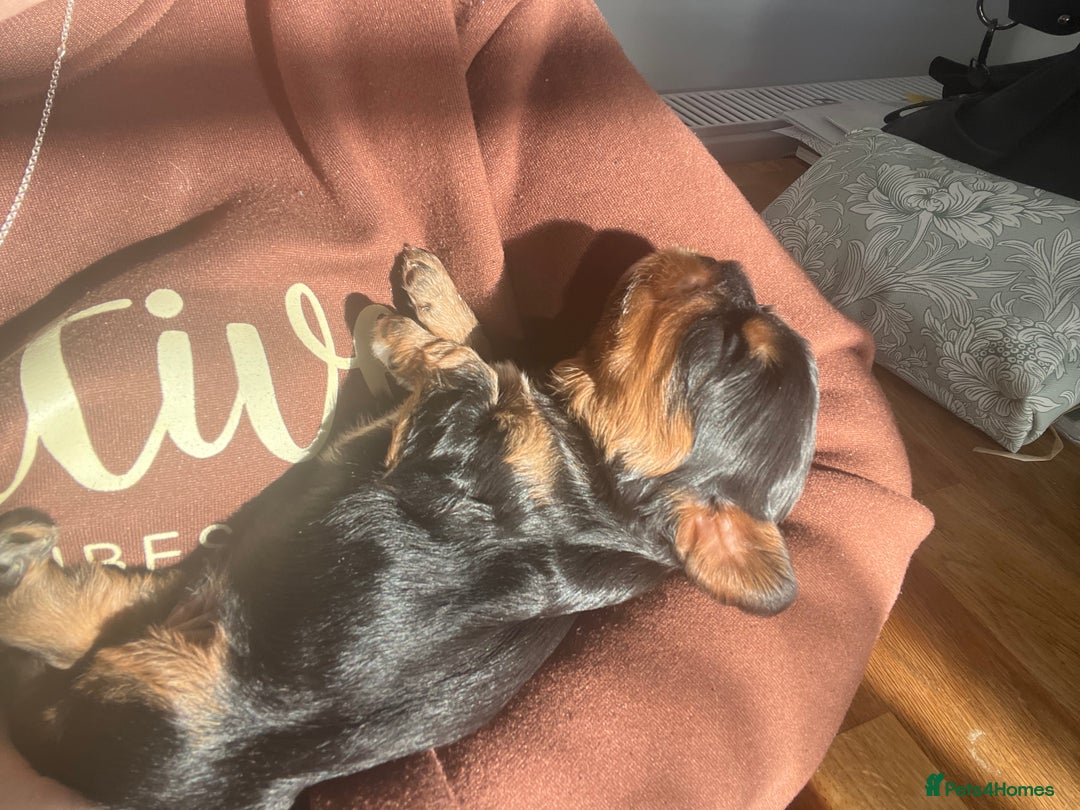 Cavalier King Charles Spaniel dogs for sale: Extensively health tested KC reg cavalier boys - Advert 14