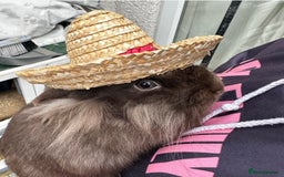 Mini Lion Lop rabbits for sale: Beautiful Mini Lion Lop for Adoption - Image 3