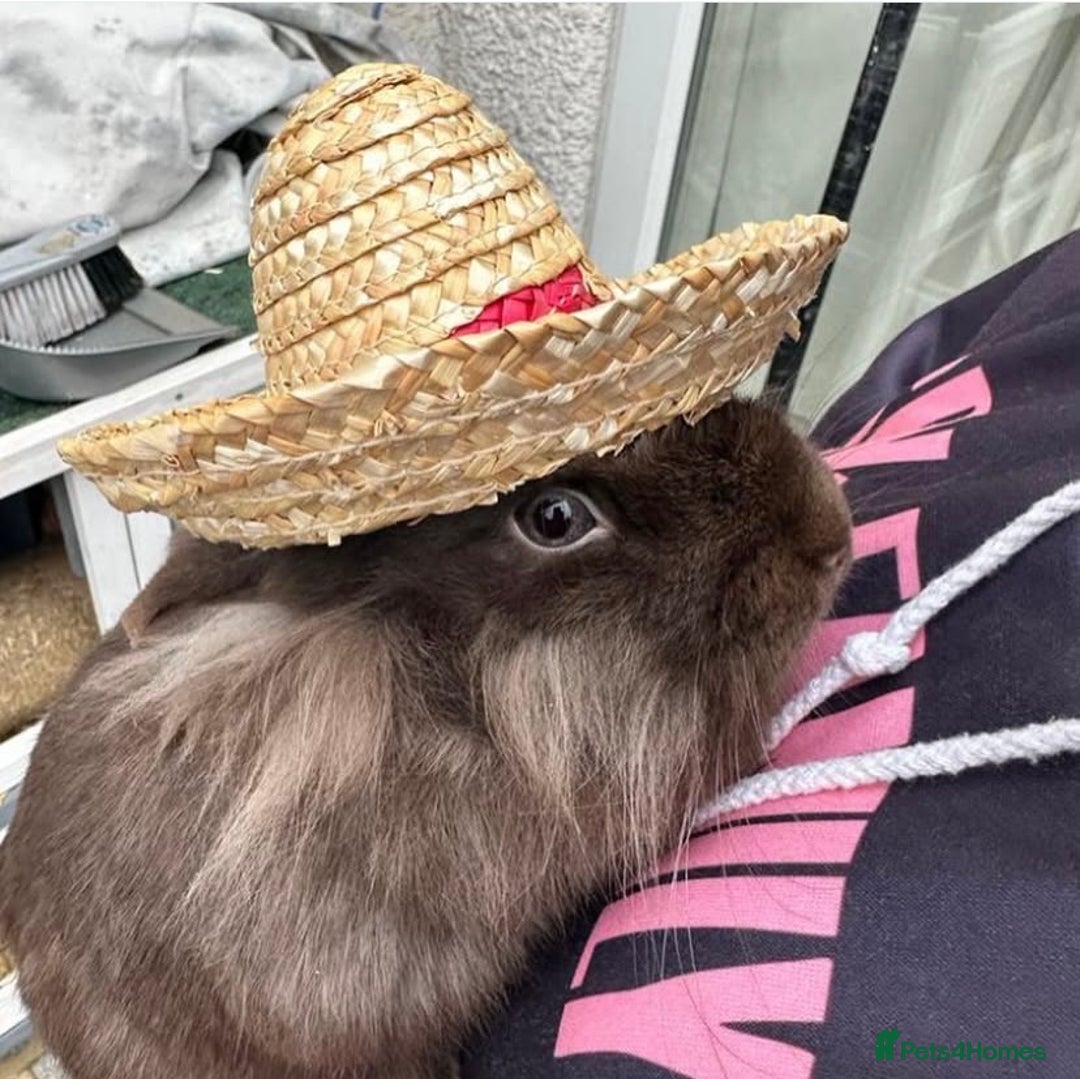 Mini Lion Lop rabbits for sale: Beautiful Mini Lion Lop for Adoption - Image 3