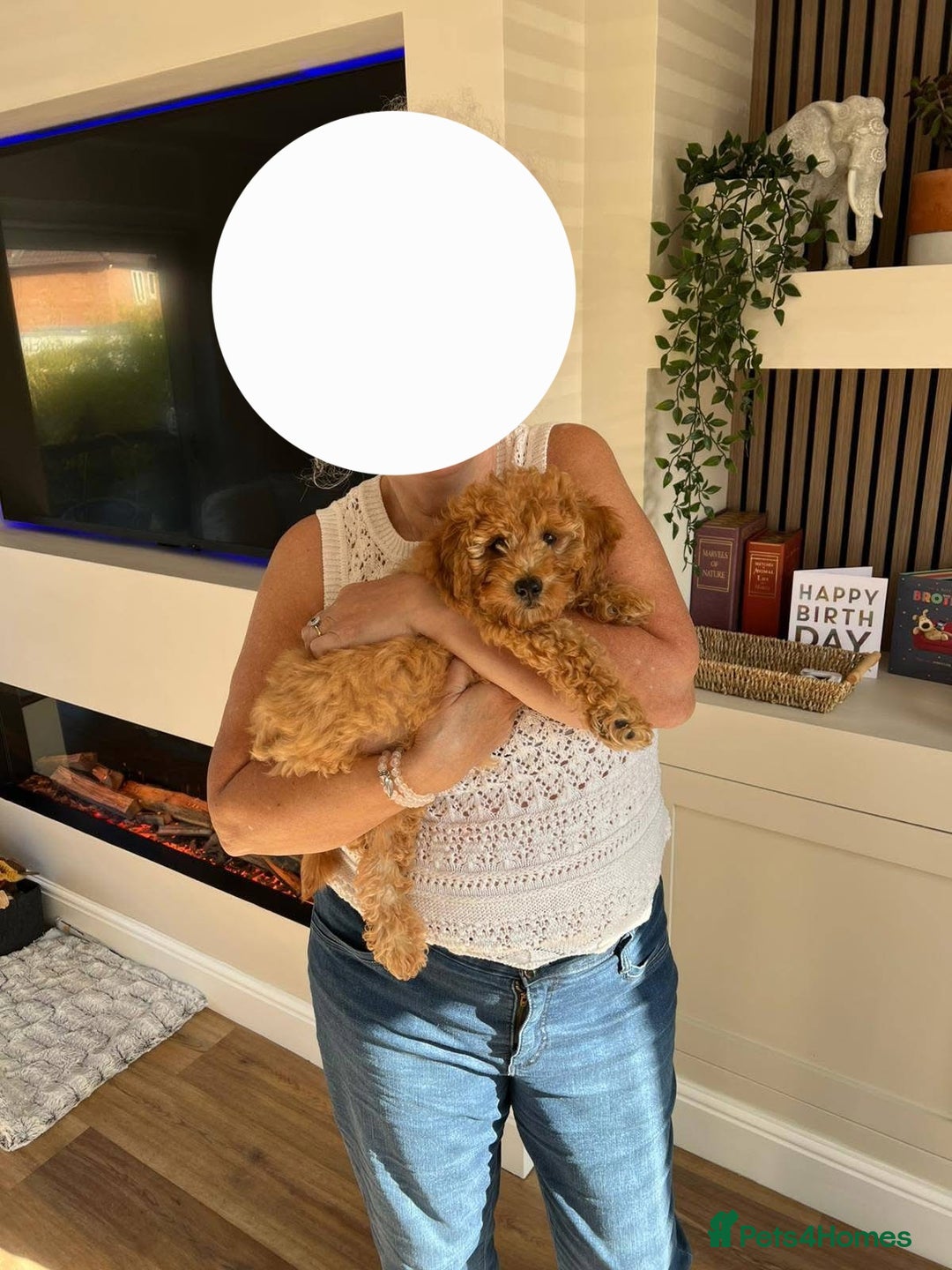 Cavachon dogs for sale: Cavapoochon Boy 16 wks old - Image 5