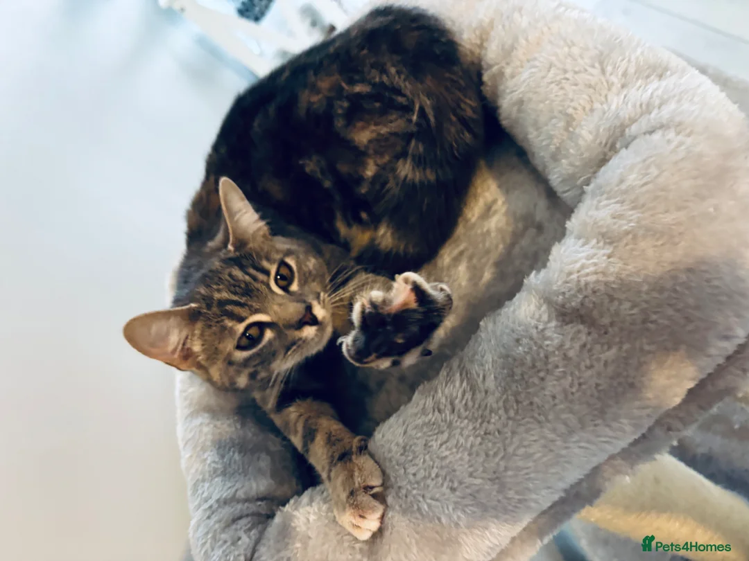 Mixed Breed cats for sale: Female cat grey  in Stoke-on-Trent - Advert 9