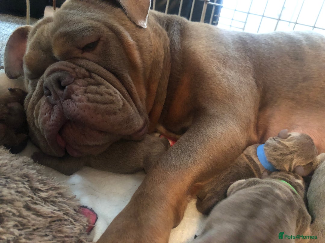English Bulldog dogs for sale: Isabella and tri English bulldog puppy’s  - Image 9