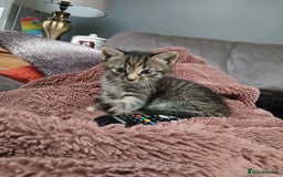 British Shorthair cats for sale: 3 beautiful kittens looking for forever home. - Advert 7