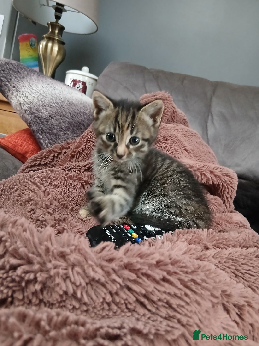 British Shorthair cats for sale: 3 beautiful kittens looking for forever home. - Advert 7