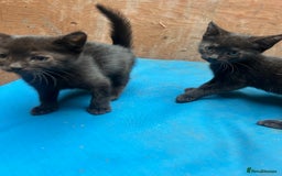 Mixed Breed cats for sale: 7 kittens looking for new home - Image 13