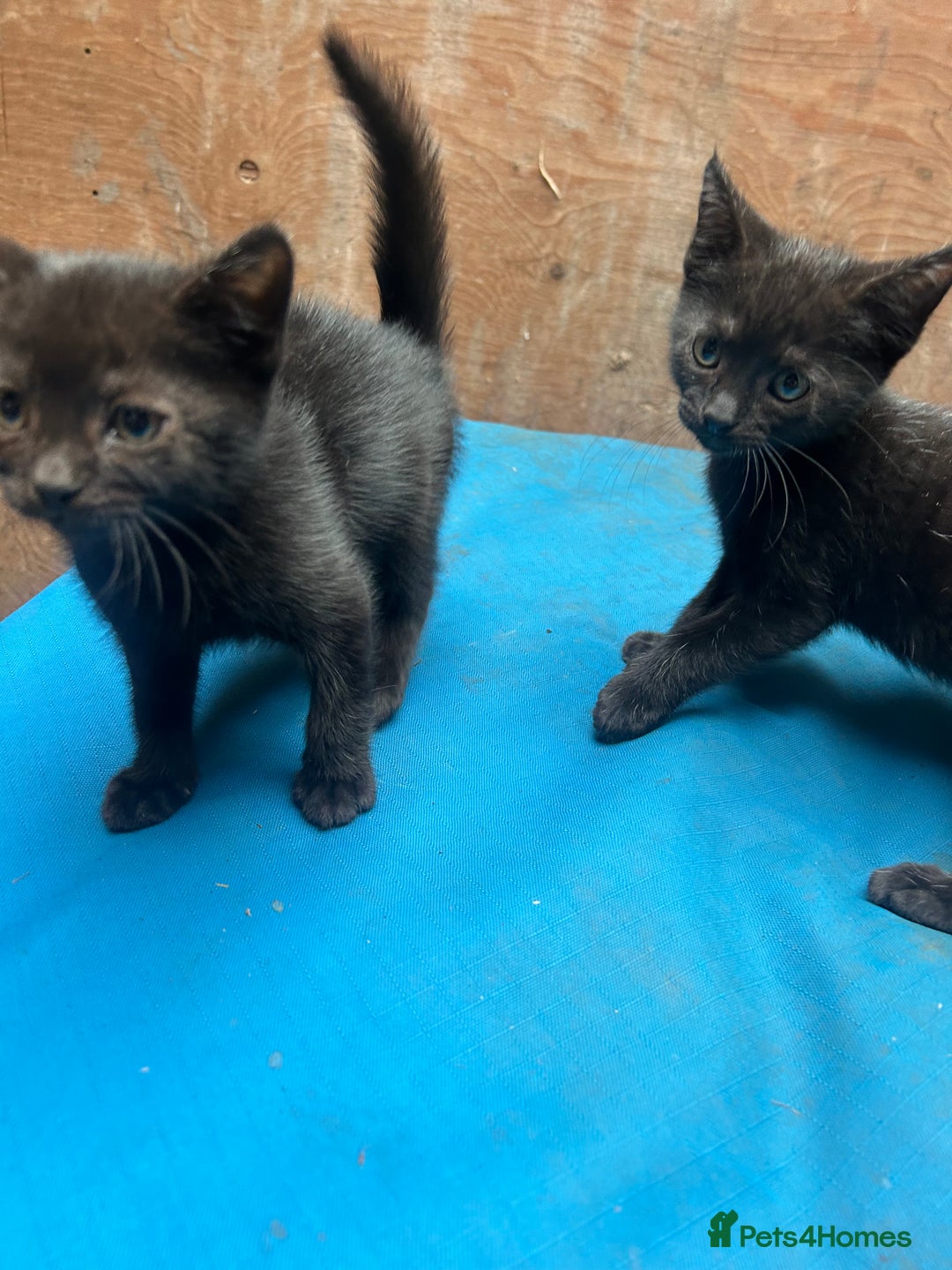 Mixed Breed cats for sale: 7 kittens looking for new home - Image 13