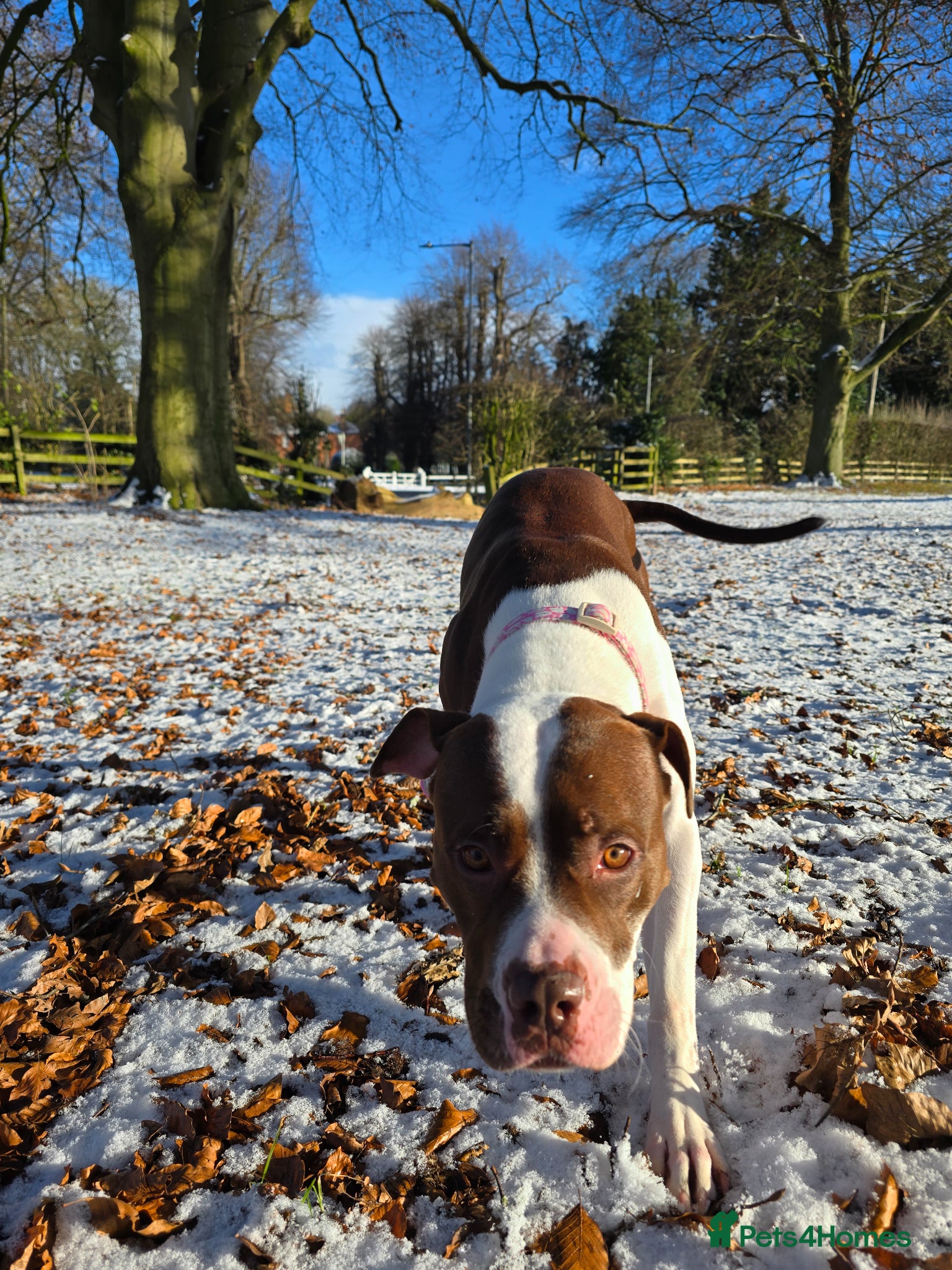 American Bully dogs Female American pitbull terrier - Advert 1