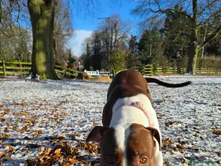 American Bully dogs Female American pitbull terrier - Advert 1