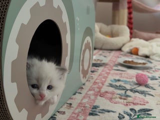 Ragdoll cats Purebred Ragdolls – Ready to Reserve Now 🍼 - Advert 9