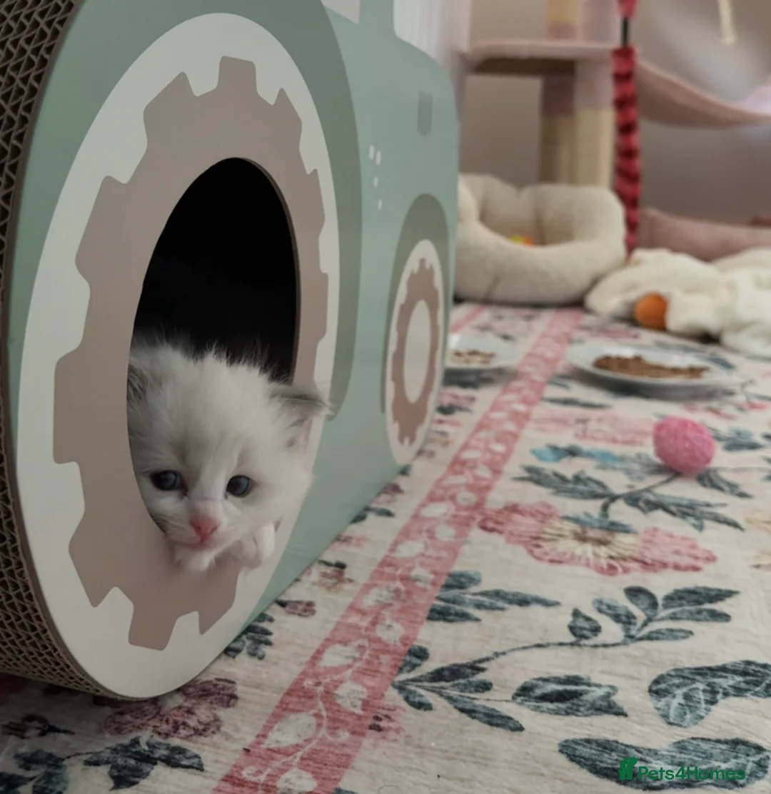 Ragdoll cats for sale: European Purebred Female Ragdoll 🩷 - Advert 16