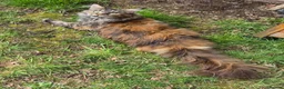 Maine Coon cats for sale: Large Female Maine Coon Gccf reg - Advert 3