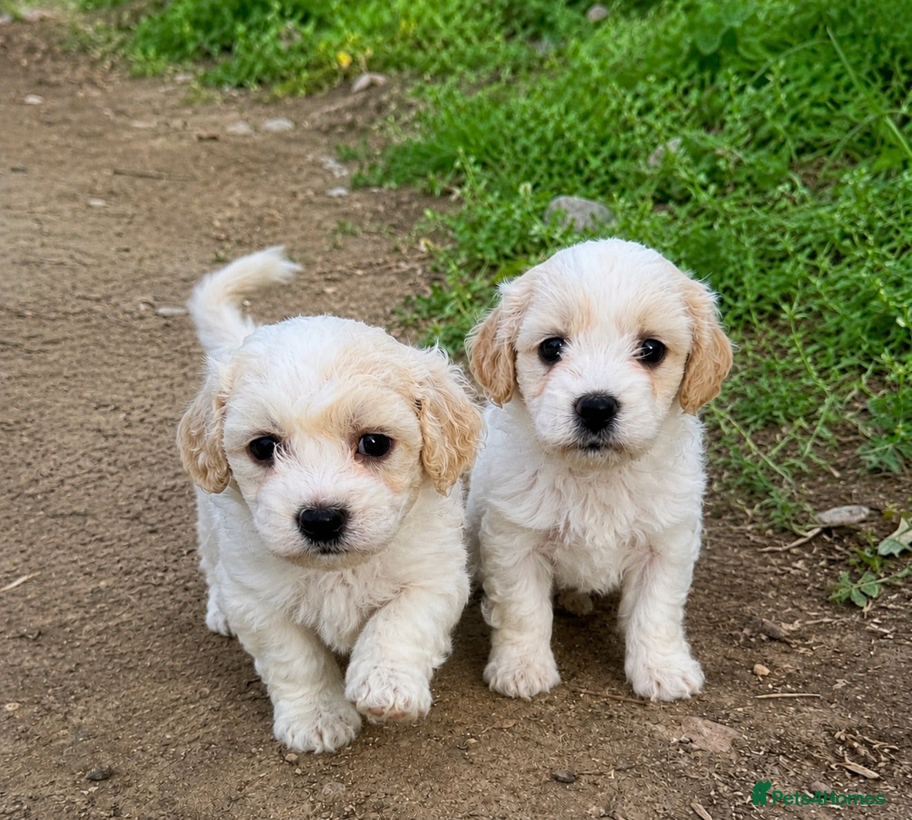 Maltipoo dogs 🐶2  boys available stunning maltipoo puppies 🐶 - Advert 1