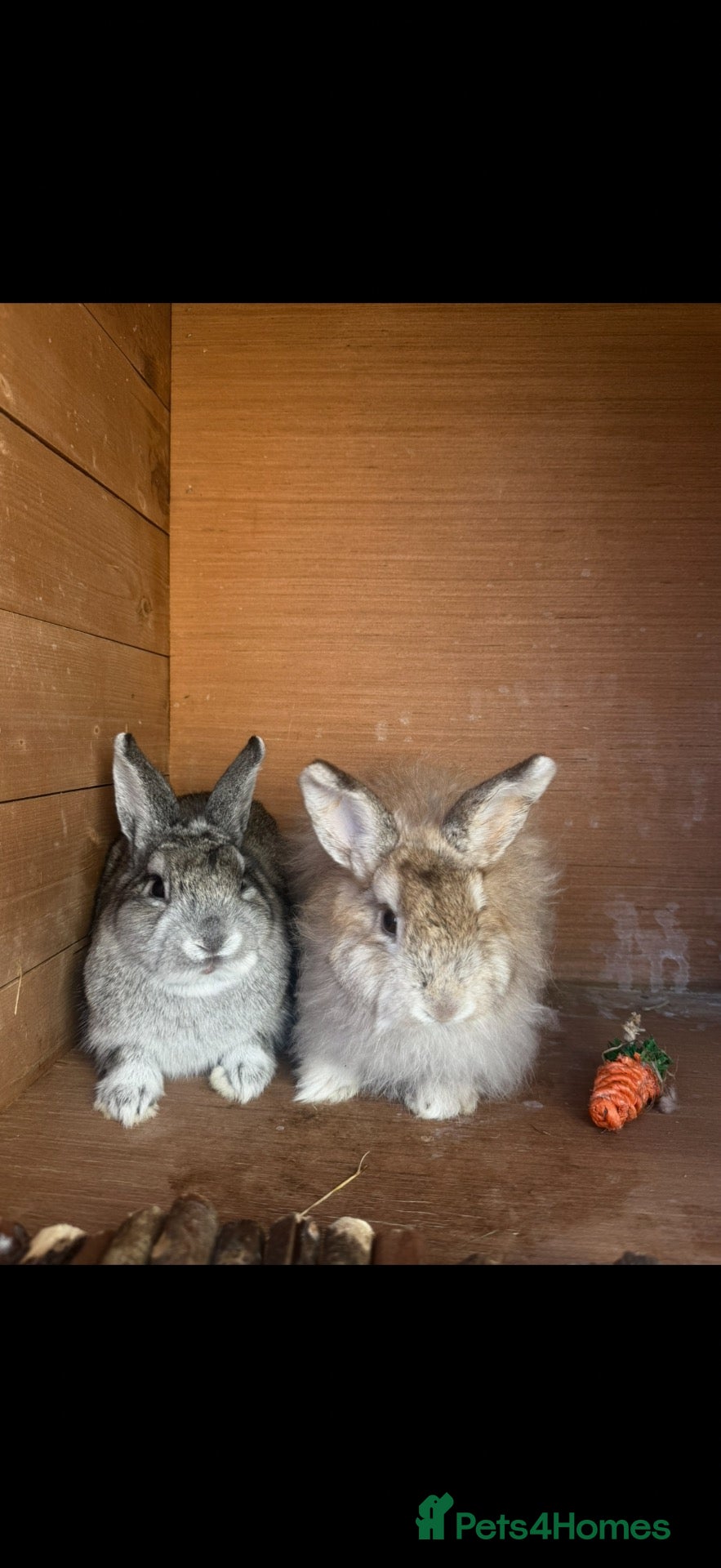 Netherland Dwarf rabbits for sale: 2 female rabbits  - Advert 21