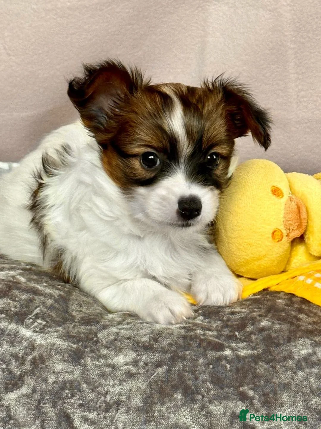 Papillon dogs for sale: ROYAL KENNEL CLUB registered,  DNA tested perents  - Advert 21