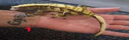 Gecko reptiles for sale: Male crested geckos for sale - Advert 7