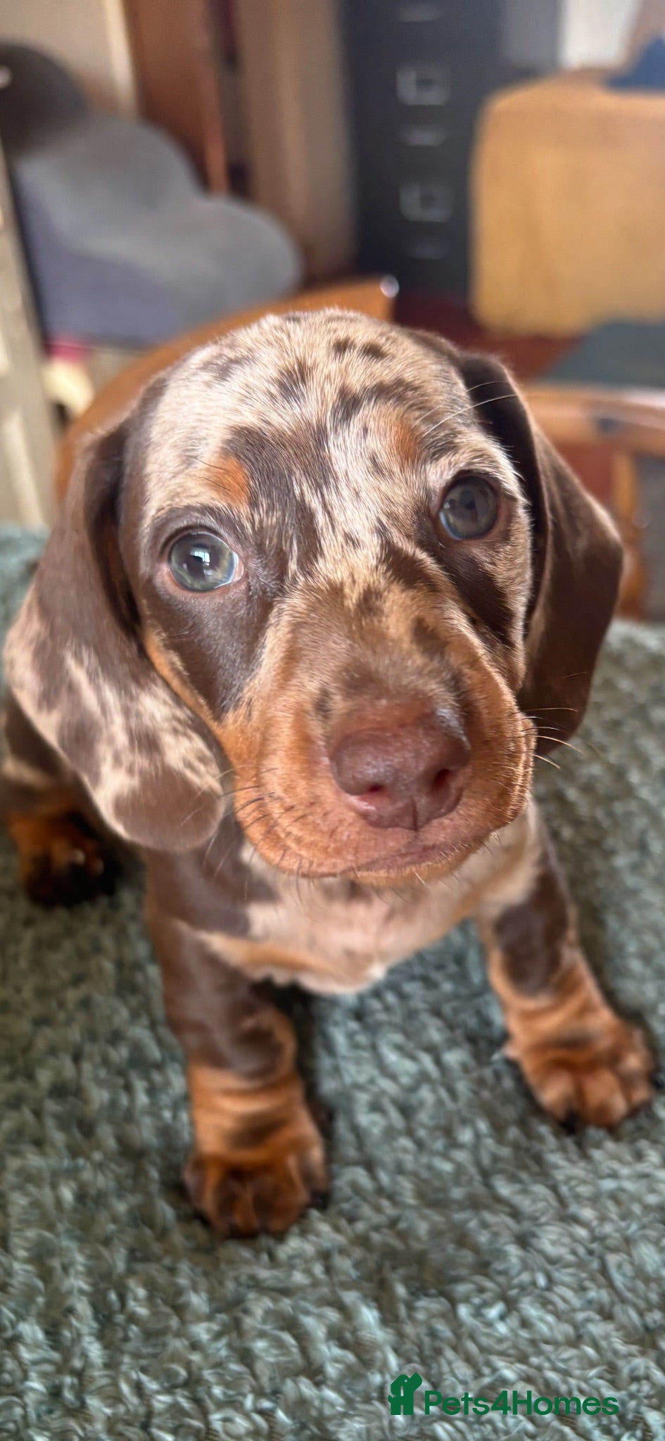 Miniature Dachshund dogs Superb quality KC registered Miniature Dachshunds - Advert 2