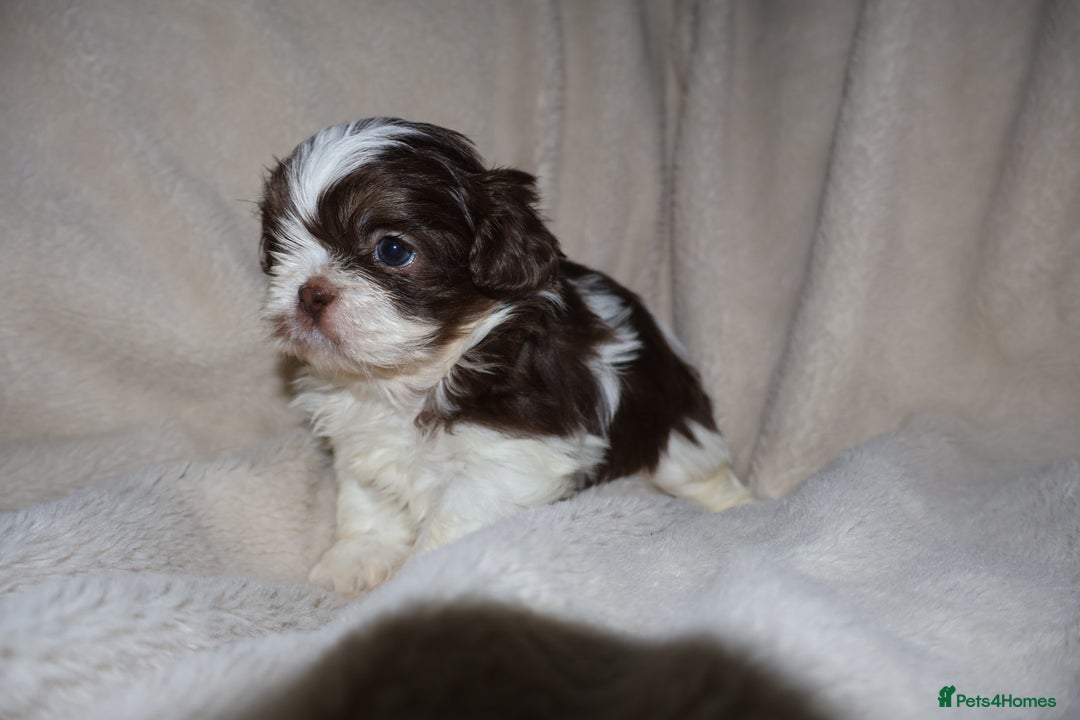 Shih Tzu dogs for sale: ✨CHOC DOBBIE IMPERIALS CARRYING BLUE✨ - Advert 24