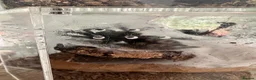Tarantulas invertebrates for sale: Tarantulas various species  - Advert 8